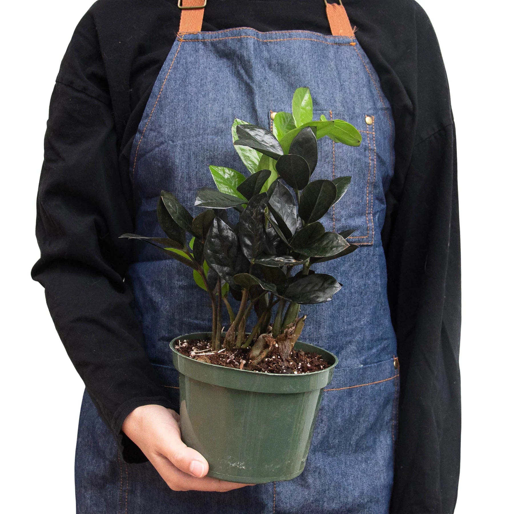 ZZ Zamioculcas 'Black Queen' - photo 3