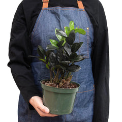 ZZ Zamioculcas 'Black Queen' - photo 3