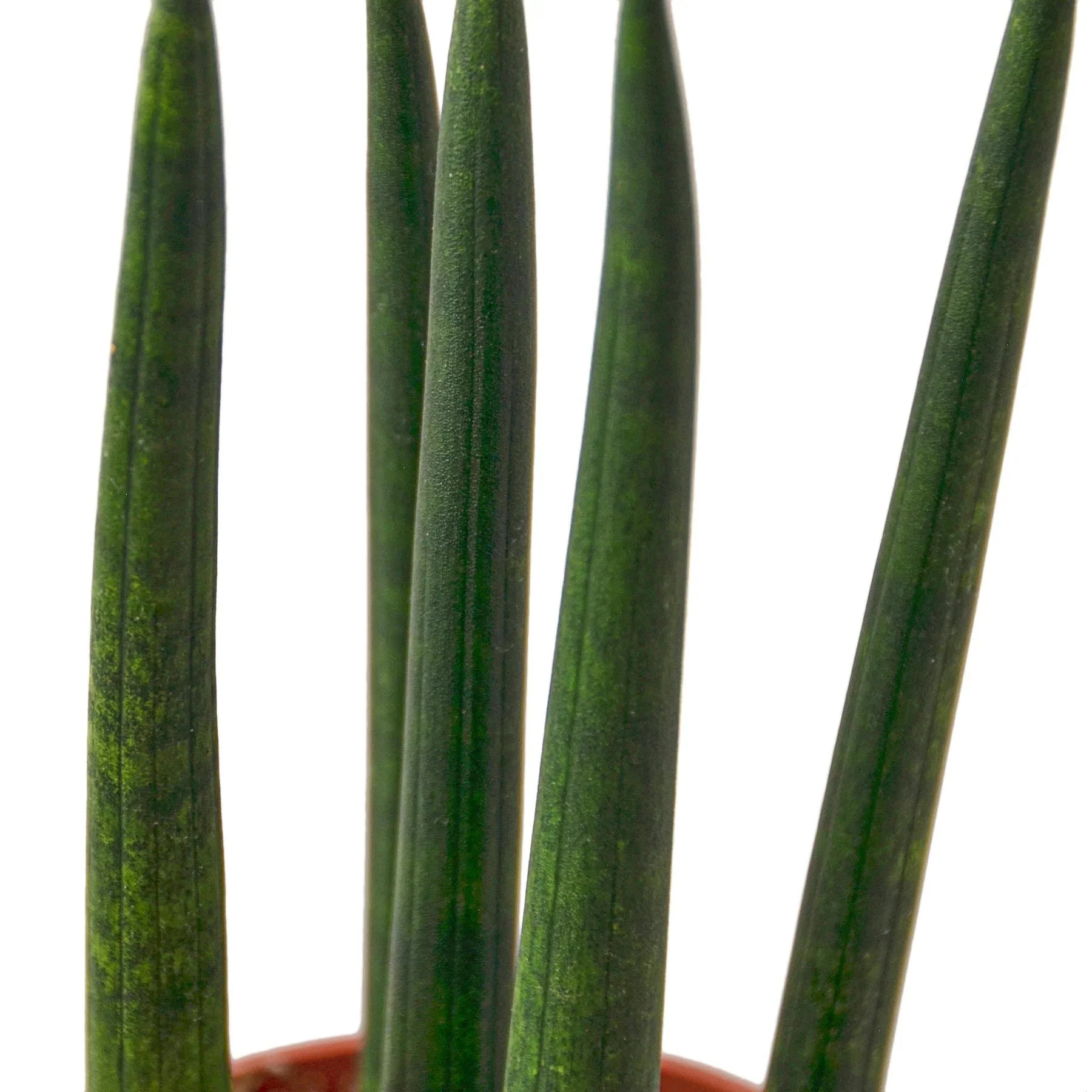 Snake Plant Cylindrica - photo 7