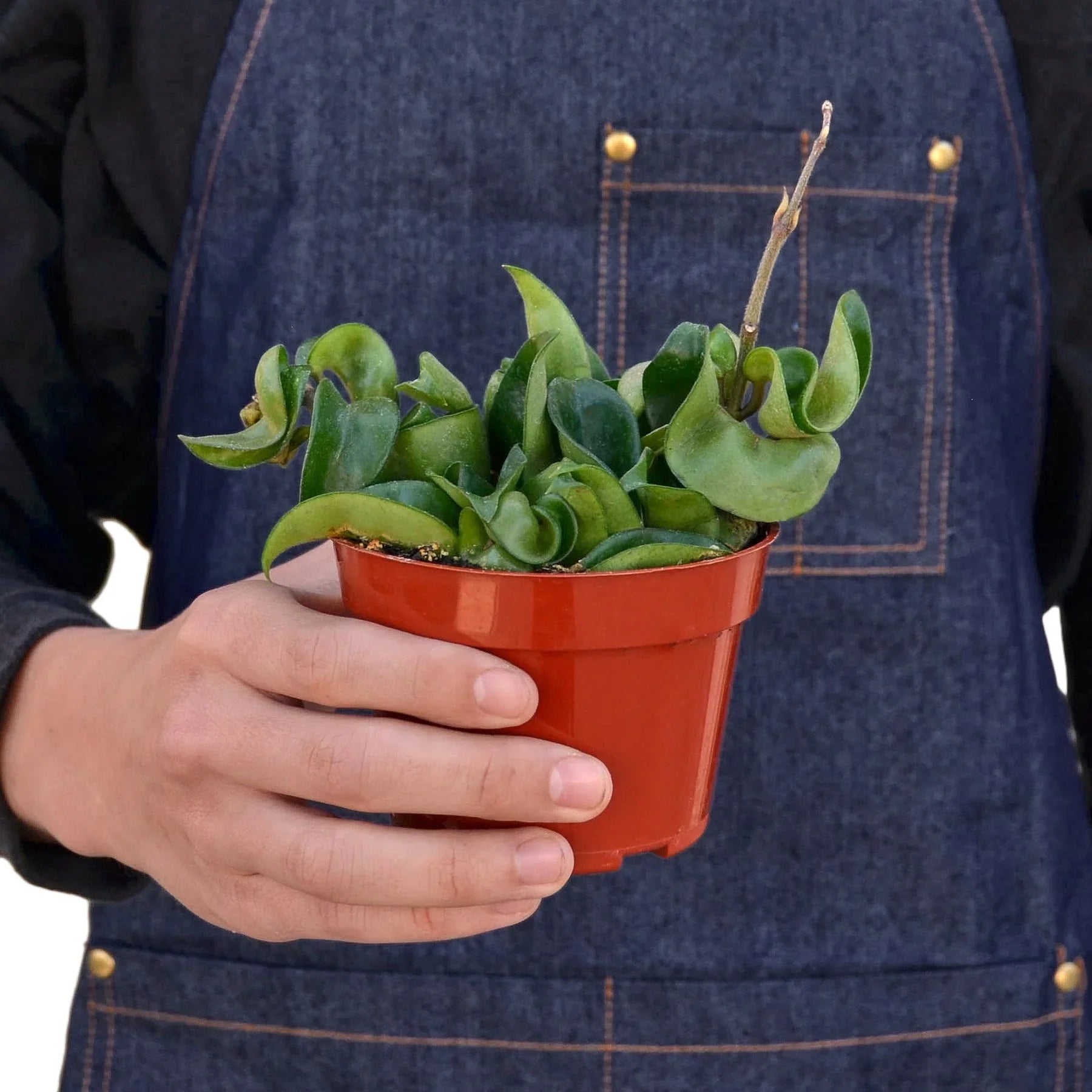 Hoya Rope Plant - photo 4