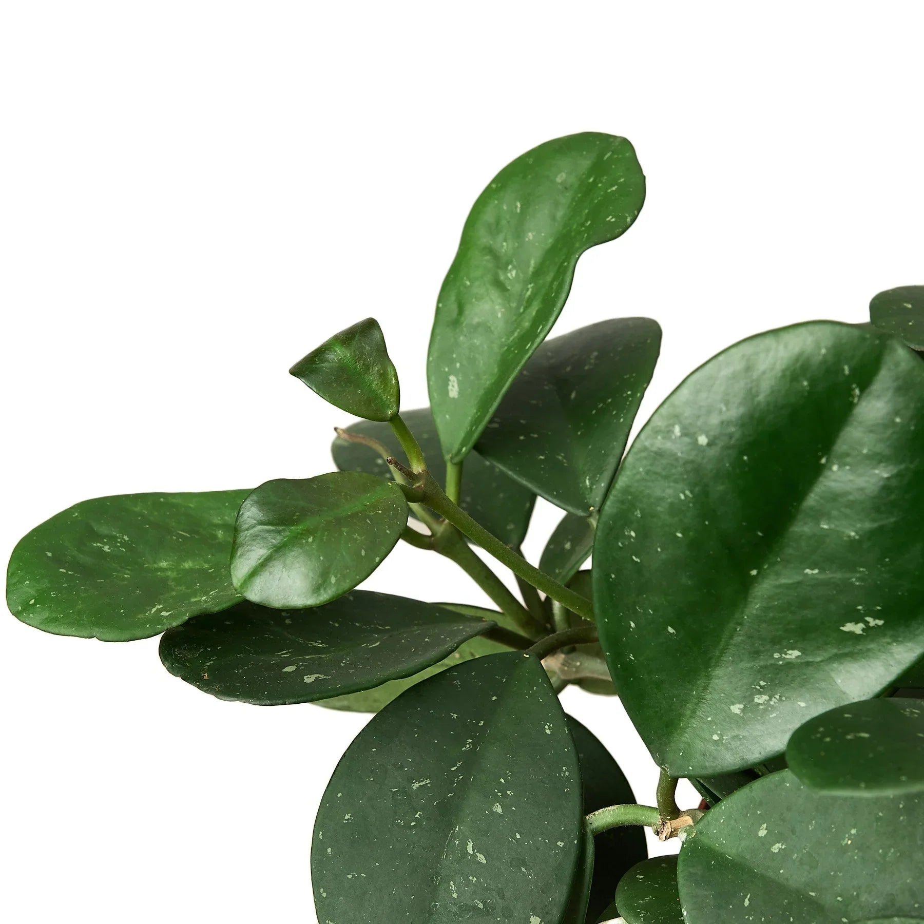 Hoya Obovata - photo 4