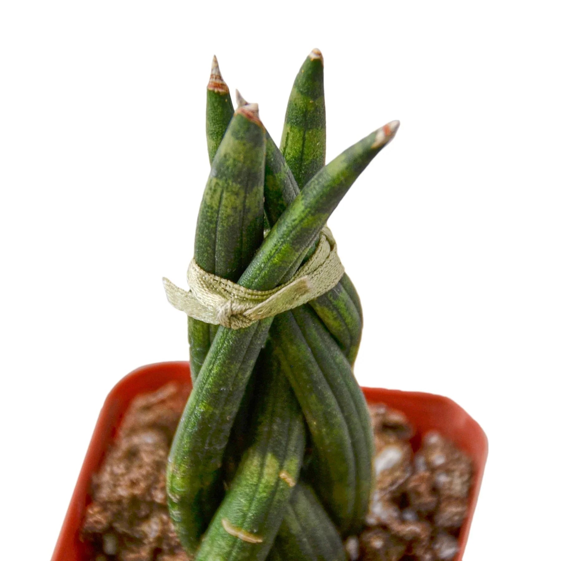 Snake Plant Braided - photo 4