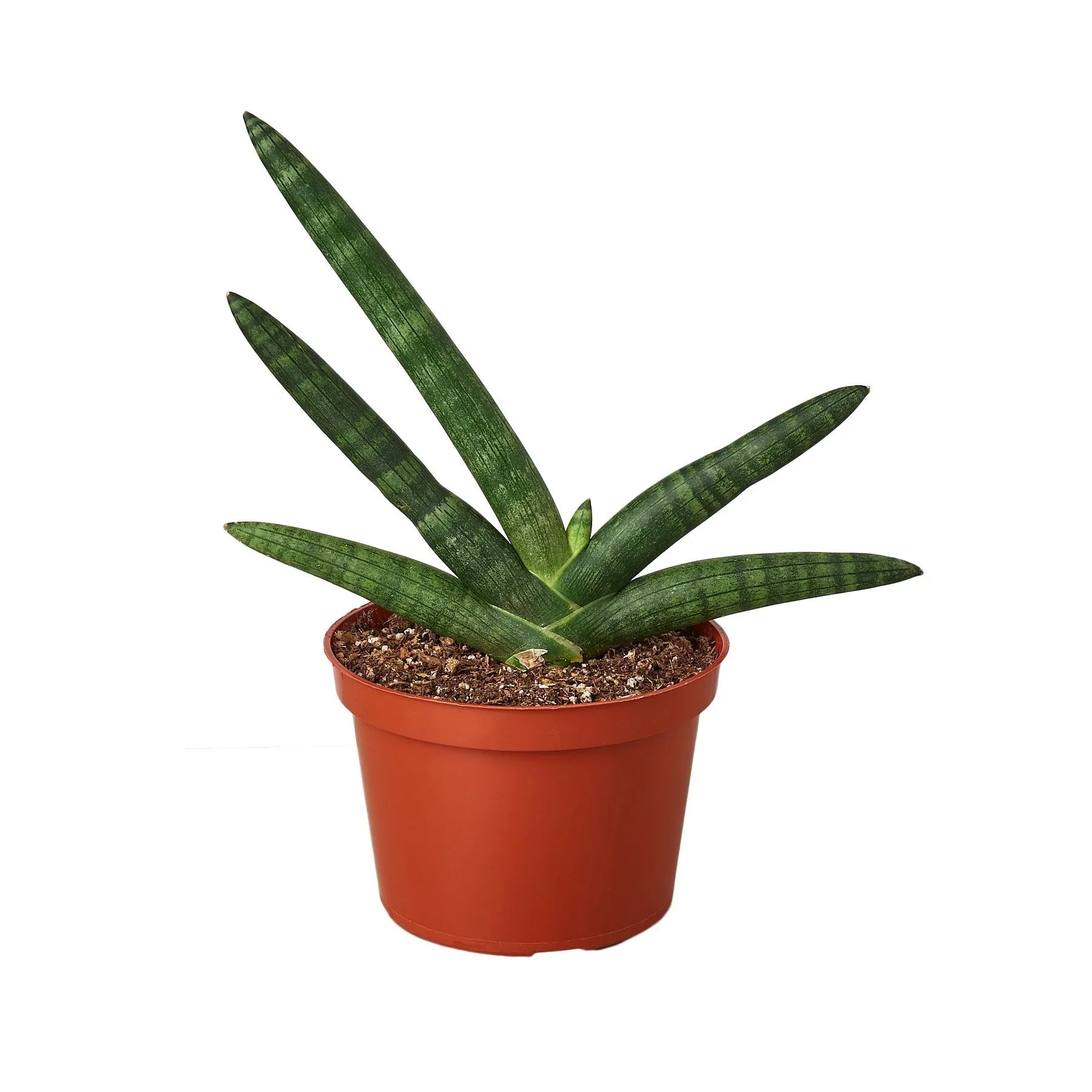 Snake Plant Starfish - photo 3
