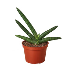 Snake Plant Starfish - photo 3