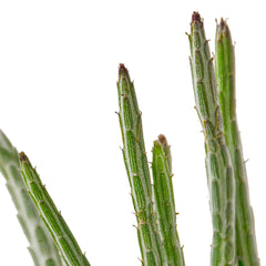 Senecio Stapeliiformis Pickle Plant - photo 2
