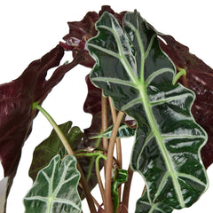 Alocasia Polly 'African Mask' - photo 2