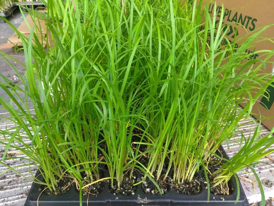 Set of 2 Garlic Chives Live Starter Plants, 4-8 Inches | Perennial Culinary Onion Herb, USDA Zones 3 to 9, Full Sun, No Pot