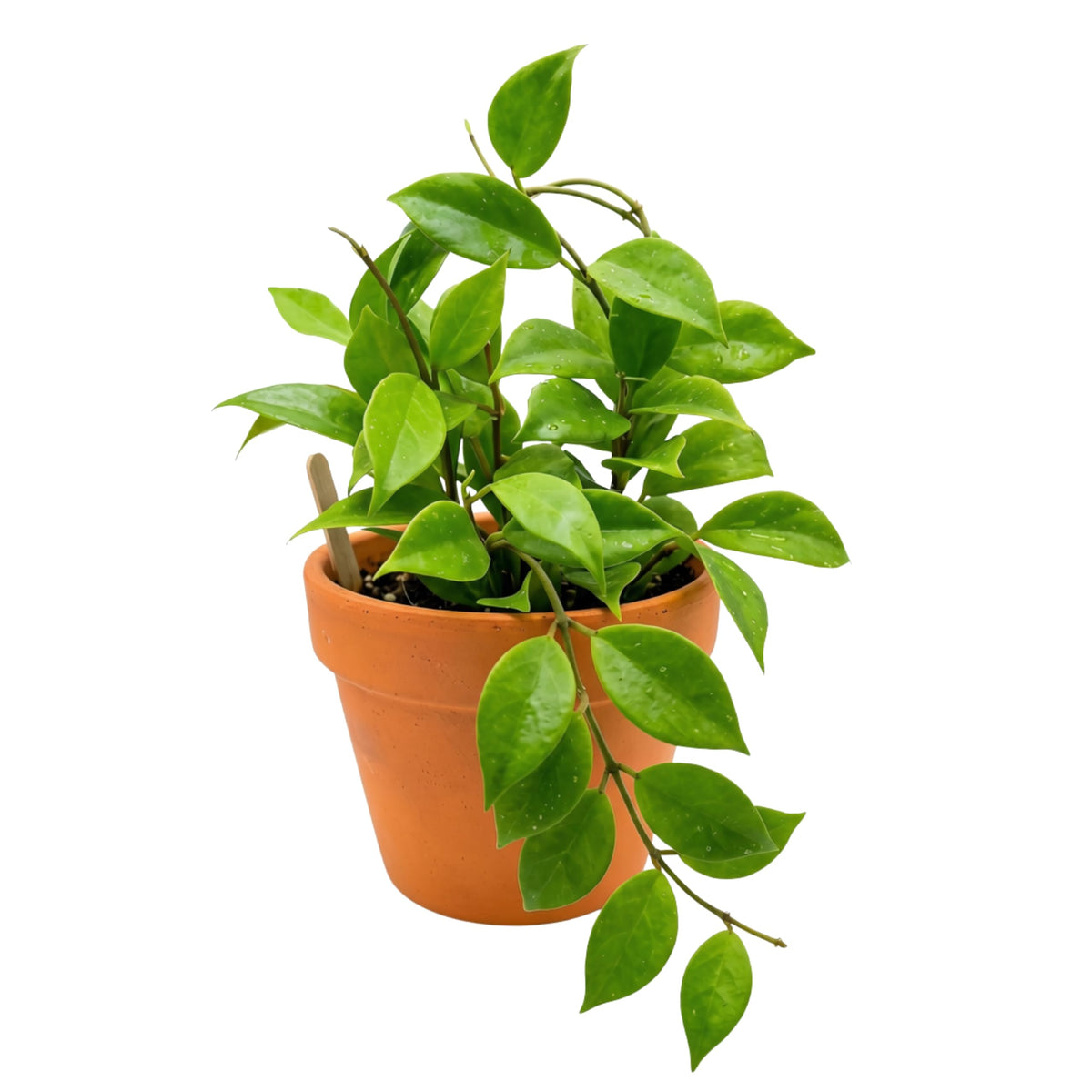 Foliage Starter Trio - 3 Live Houseplants