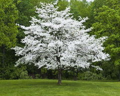 White Dogwood Tree Live Plant in Quart Pot, 10-16 in (Cornus Florida) | Ships as a live starter tree, 10-16 in tall in a quart pot. Native dogwood with white spring blooms. Hardy USDA zones 5-9.