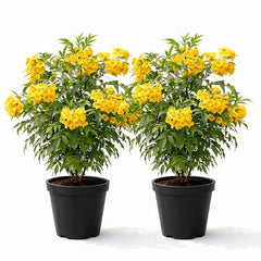 Set of 2 Tecoma Stans Yellow Bells Live Plants, 4-8 Inches | Yellow Bells Trumpet Flowering Shrub, USDA Zones 8 to 11, Full Sun, No Pot
