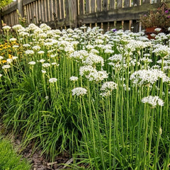 Set of 2 Garlic Chives Live Starter Plants, 4-8 Inches | Perennial Culinary Onion Herb, USDA Zones 3 to 9, Full Sun, No Pot