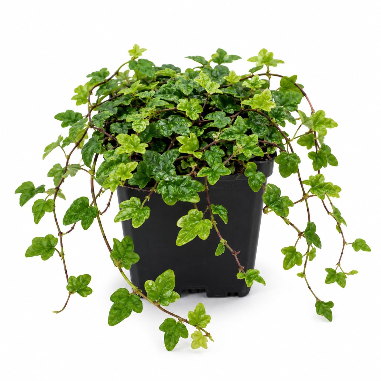 String of Frogs Live Plant, 4 in, Nursery Pot | Ficus pumila 'Quercifolia', tiny oak leaf shaped foliage, a tropical fig vine not a succulent