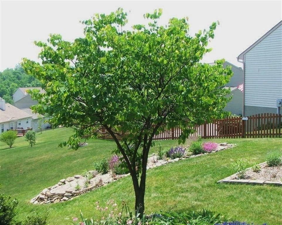 Eastern Redbud Tree Live Plant in 4 in Pot, 6-12 in - Cercis Canadensis | Ships as a live starter tree about 6-12 in tall in a 4 in pot. Rosy-pink spring blooms. Hardy in USDA zones 4-9.