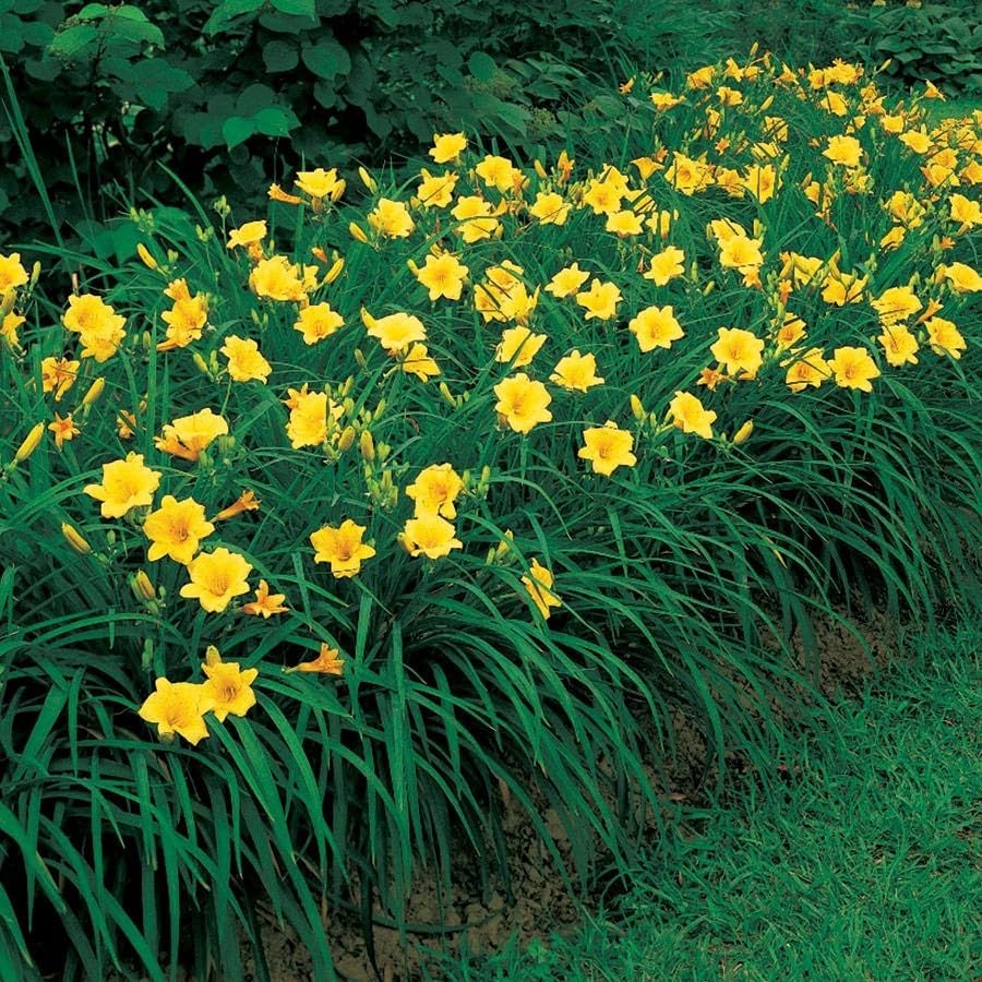 10 Stella de Oro Daylily Bare Root Fans - Reblooming Golden Yellow | Ships as 10 bare-root fans, no pot. Compact reblooming daylily with golden blooms, 12-24 in. Hardy in USDA zones 4-9.
