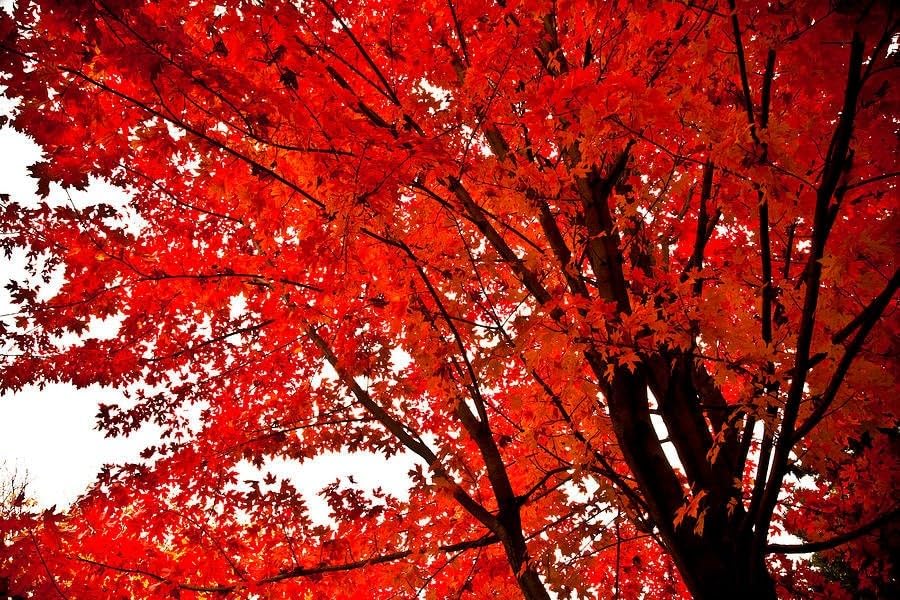 Red Maple Tree Live Plant in 4 in Pot, 12-16 in Tall - Acer rubrum | Ships as a live starter tree about 12-16 in tall in a 4 in nursery pot. Brilliant red fall color. Hardy in USDA zones 3-9.