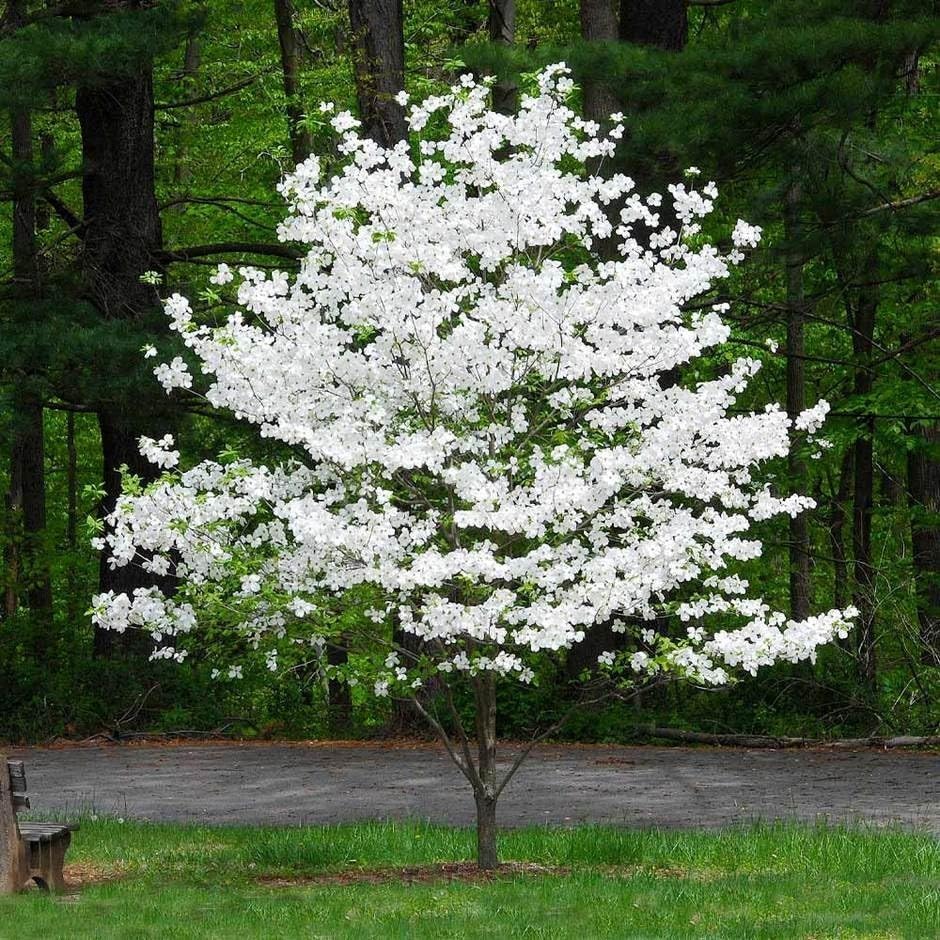 White Dogwood Tree Live Plant in Quart Pot, 10-16 in (Cornus Florida) | Ships as a live starter tree, 10-16 in tall in a quart pot. Native dogwood with white spring blooms. Hardy USDA zones 5-9.