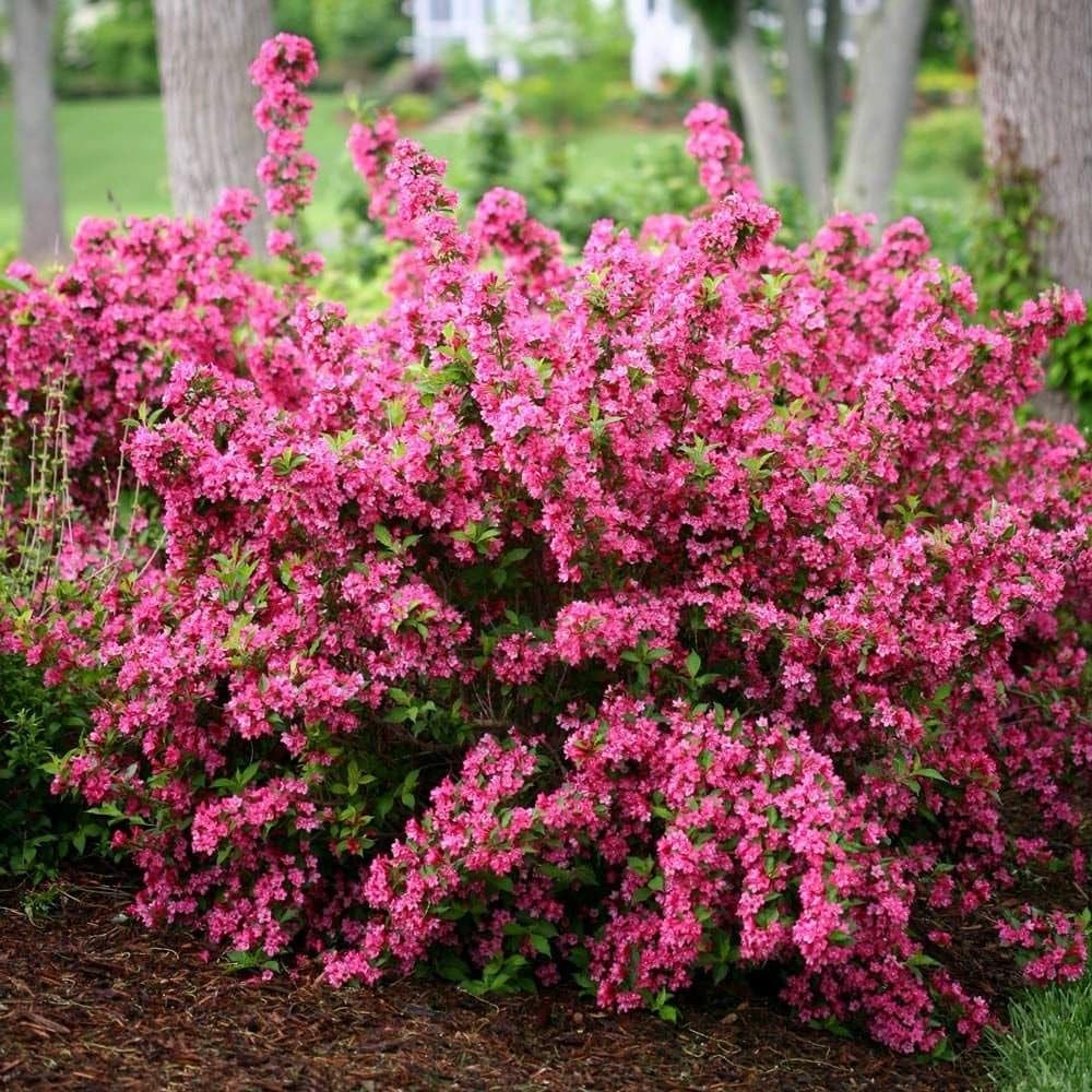 Pink Weigela Live Plant in 4 in Pot - Flowering Shrub, Hardy Zones 4-8 | Ships as a live starter plant in a 4 in pot. Old-fashioned shrub with pink spring flowers loved by hummingbirds. Zones 4-8.