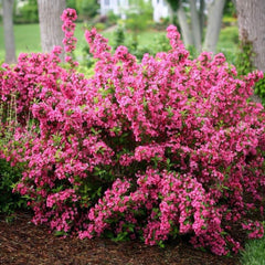 Pink Weigela Live Plant in 4 in Pot - Flowering Shrub, Hardy Zones 4-8 | Ships as a live starter plant in a 4 in pot. Old-fashioned shrub with pink spring flowers loved by hummingbirds. Zones 4-8.