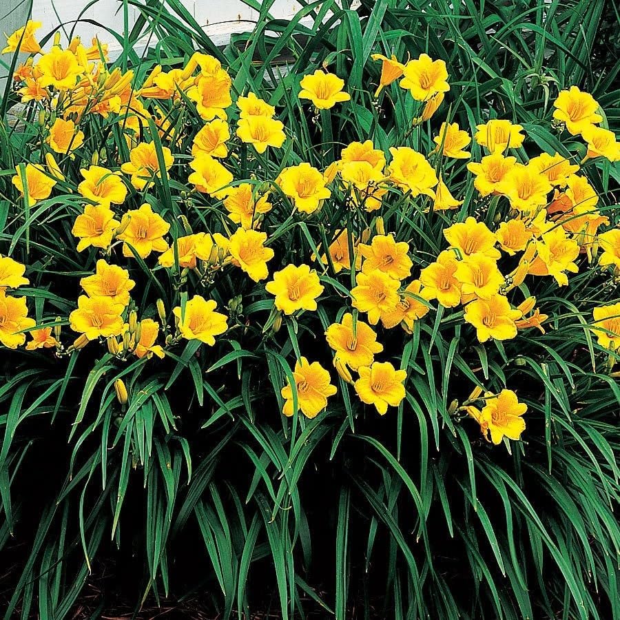 10 Stella de Oro Daylily Bare Root Fans - Reblooming Golden Yellow | Ships as 10 bare-root fans, no pot. Compact reblooming daylily with golden blooms, 12-24 in. Hardy in USDA zones 4-9.