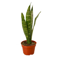 Snake Plant 'Zeylanica' live houseplant