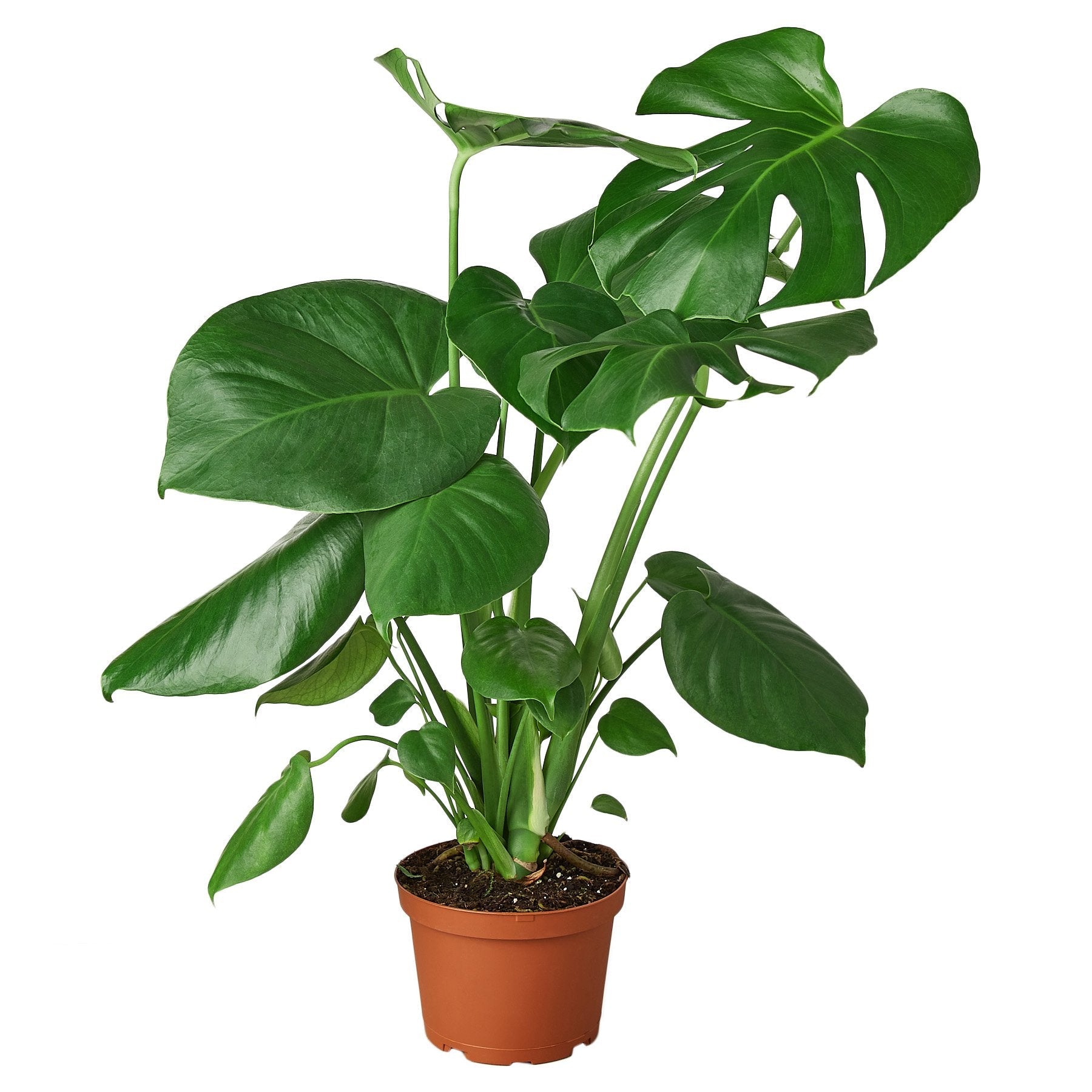 Philodendron Monstera Split-Leaf - 6" Pot live houseplant