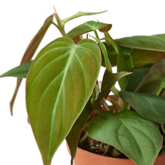 Philodendron 'Velvet' - photo 3