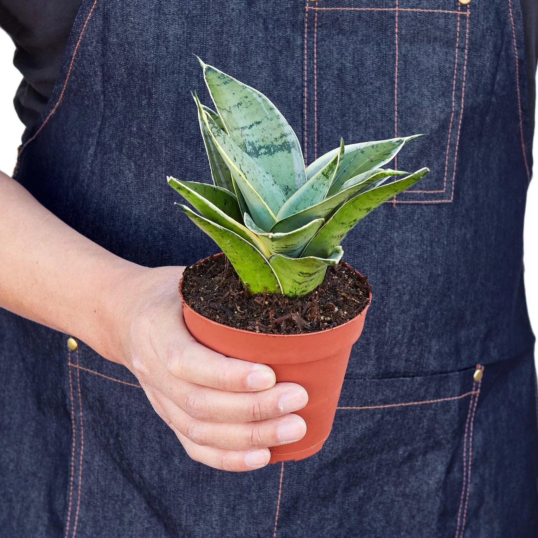 Snake Plant Starlight - photo 3