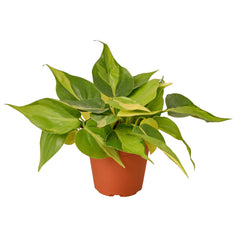 Philodendron 'Brasil' live houseplant