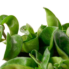 Hoya Rope Plant - photo 3