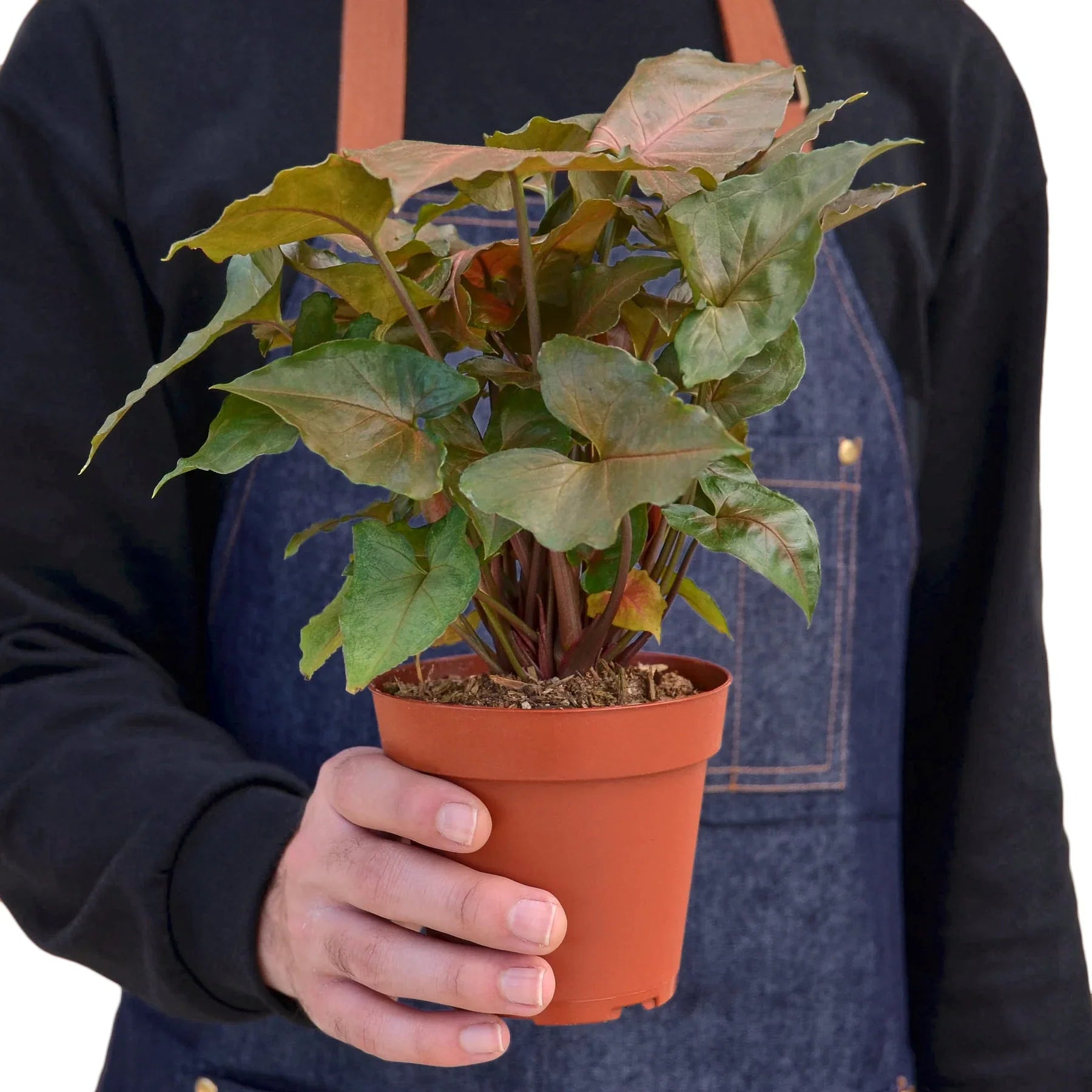 Syngonium Merry - photo 3