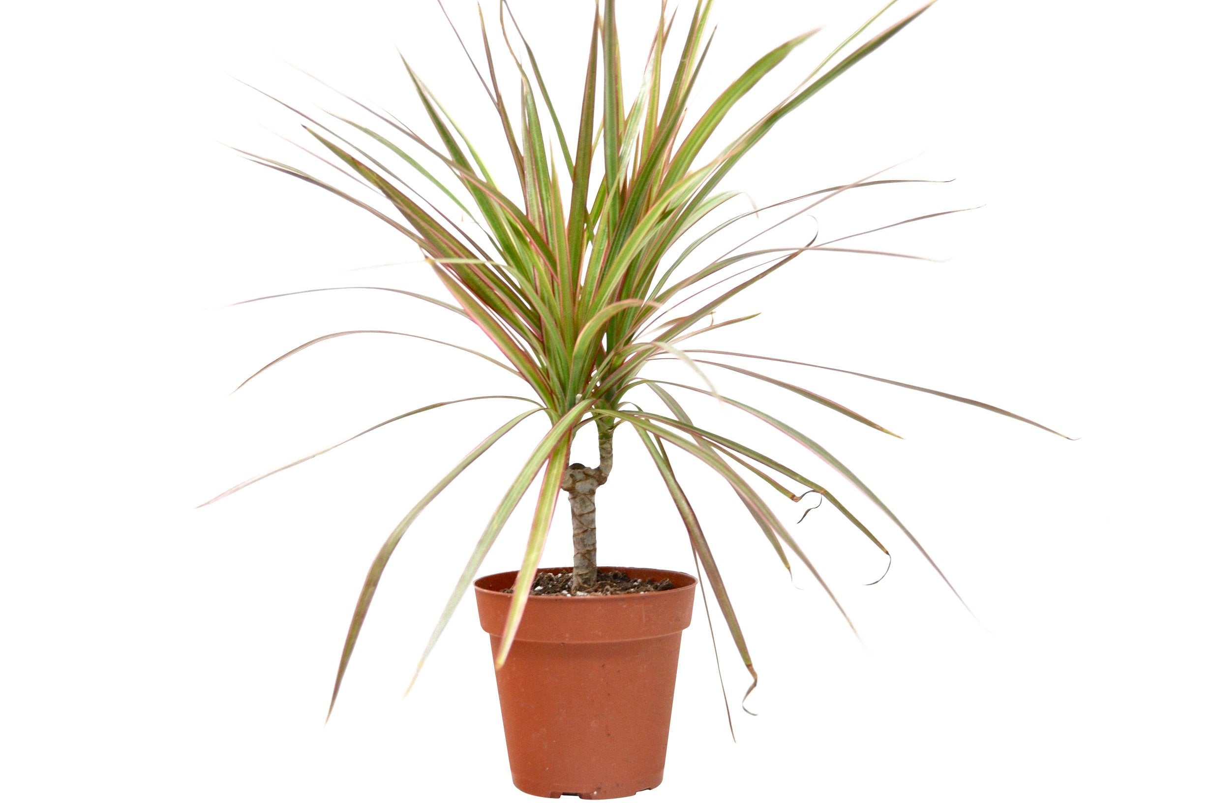 Dracaena 'Red Margined' - photo 2