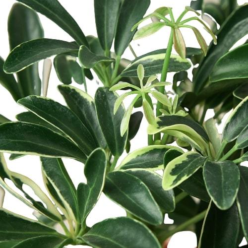 Schefflera Moonlight 'Umbrella Plant' - photo 2