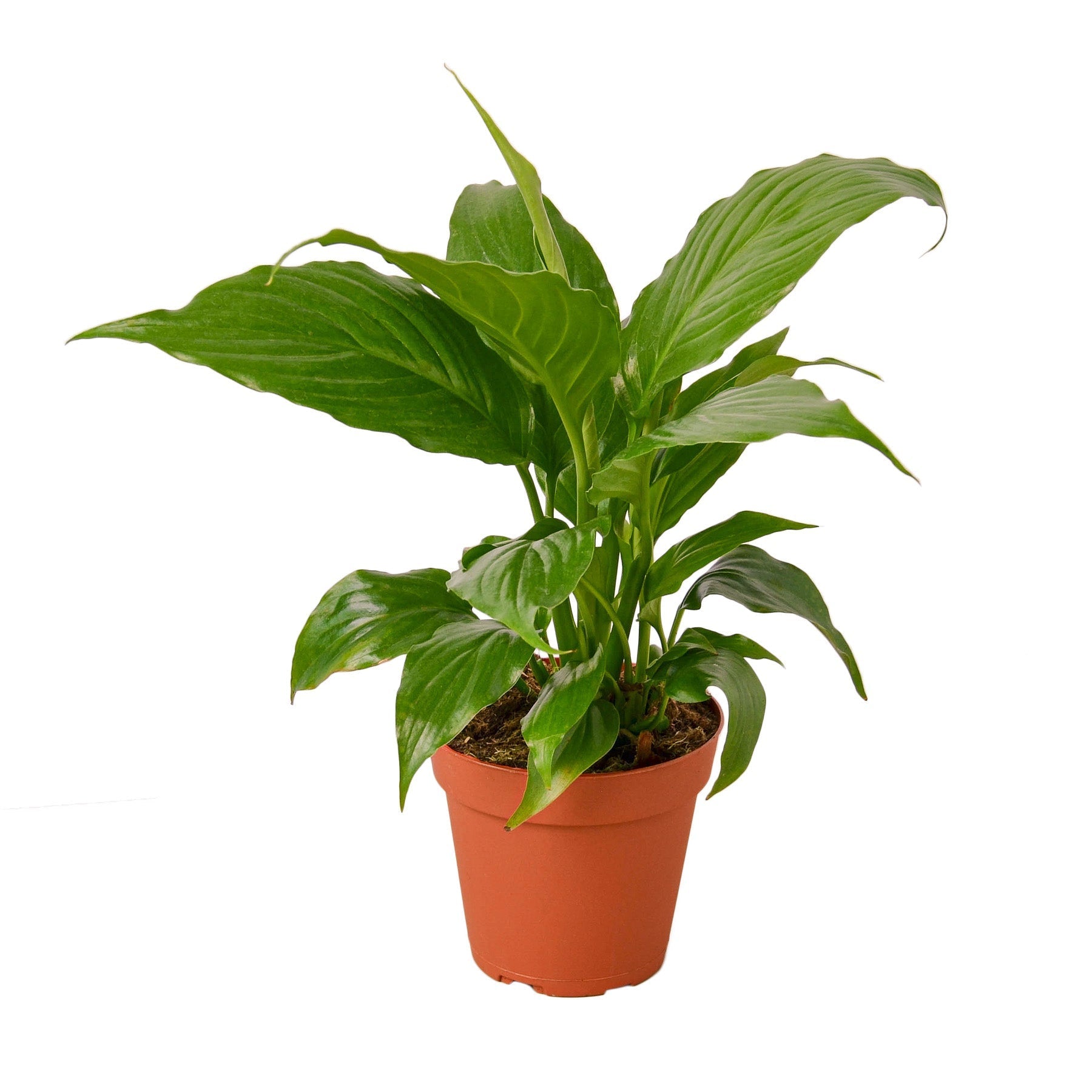 Easy Care Trio - 3 Live Houseplants for Beginners
