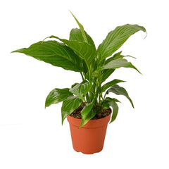 Easy Care Trio - 3 Live Houseplants for Beginners
