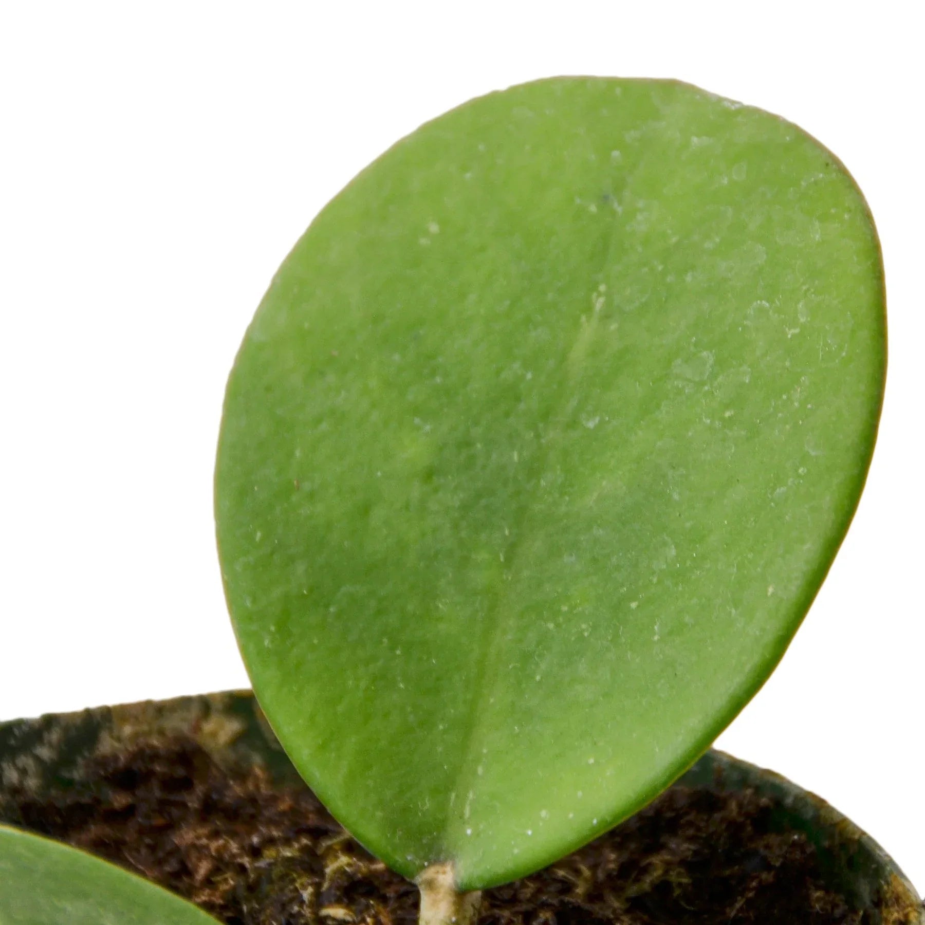 Hoya Obovata - photo 2