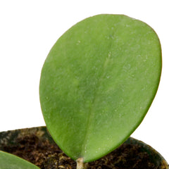 Hoya Obovata - photo 2