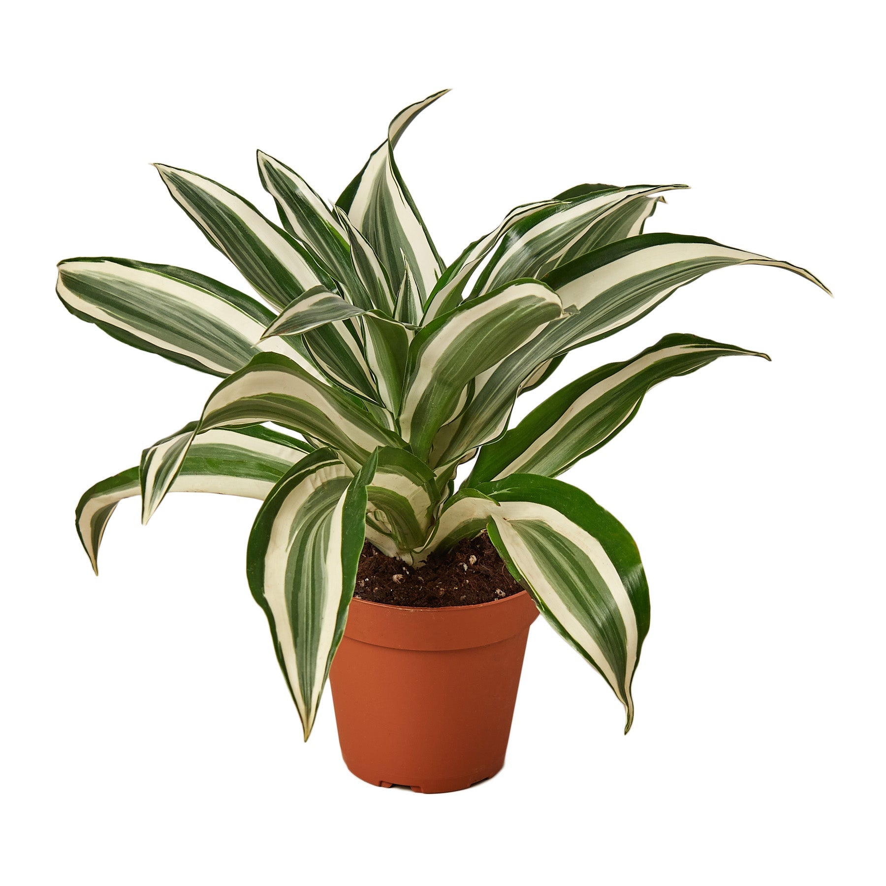 Dracaena 'Warneckii White Jewel' - part of the Easy Care Room Set
