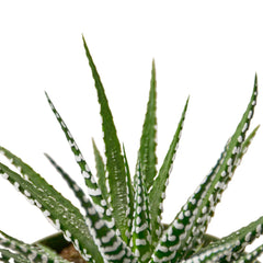Zebra Succulent - photo 2
