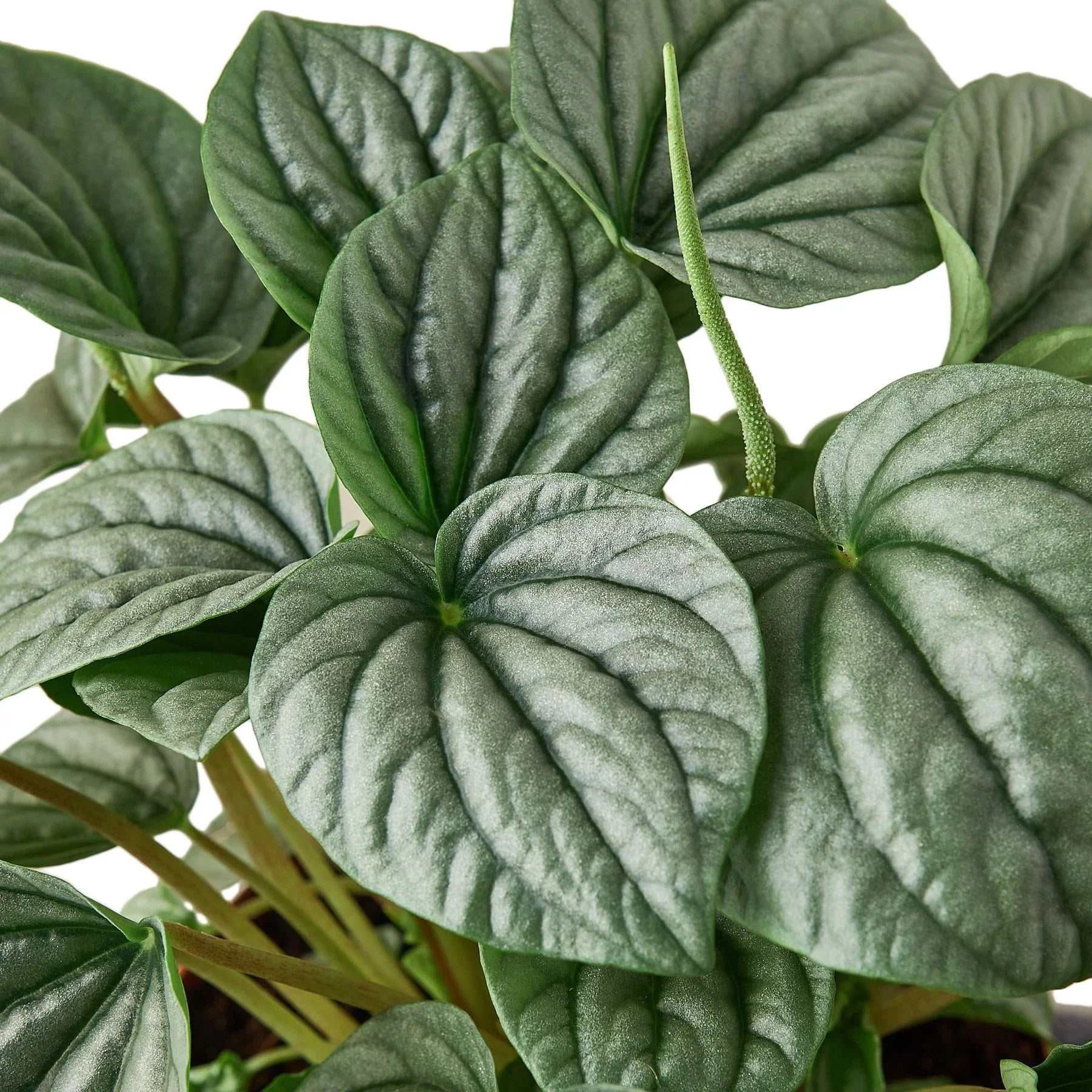 Peperomia 'Frost' - photo 2