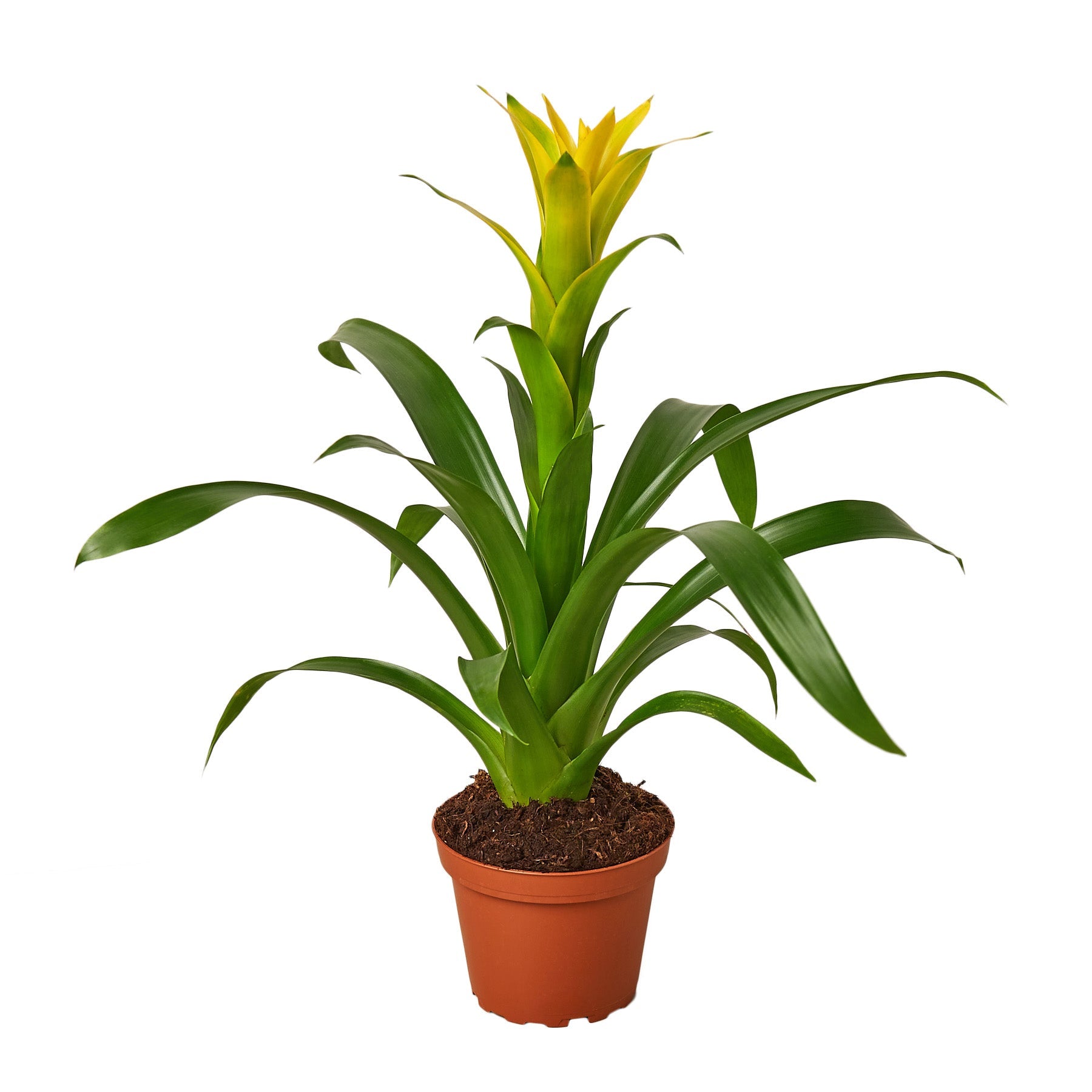 Guzmania Bromeliad 'Yellow' live houseplant