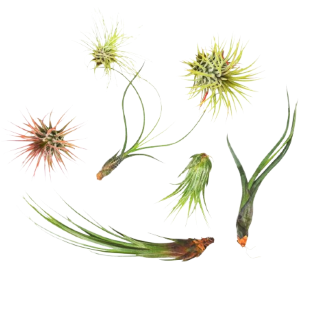 7 Air Plant Variety Pack - Tillandsias live houseplant