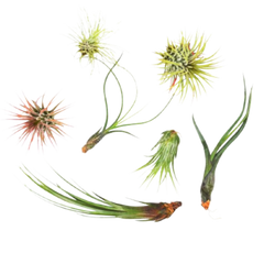 7 Air Plant Variety Pack - Tillandsias live houseplant