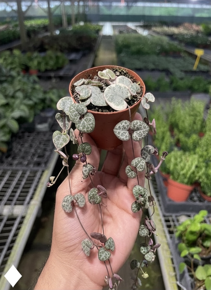 Succulent 'String of Hearts' - photo 3
