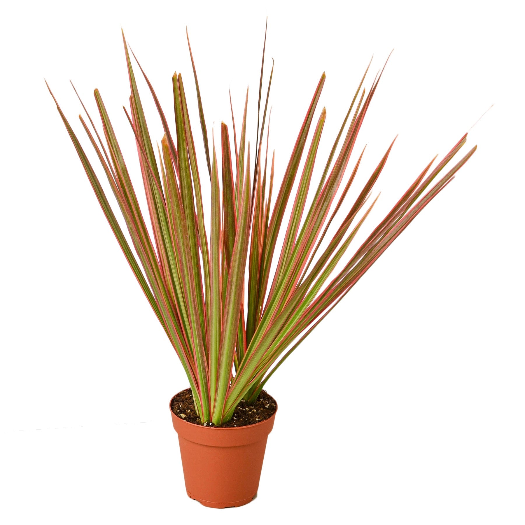 Dracaena 'Colorama' live houseplant