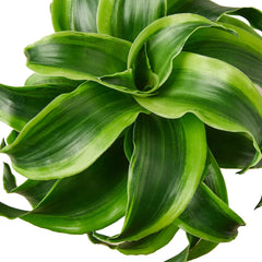 Dracaena 'Tornado' - photo 2