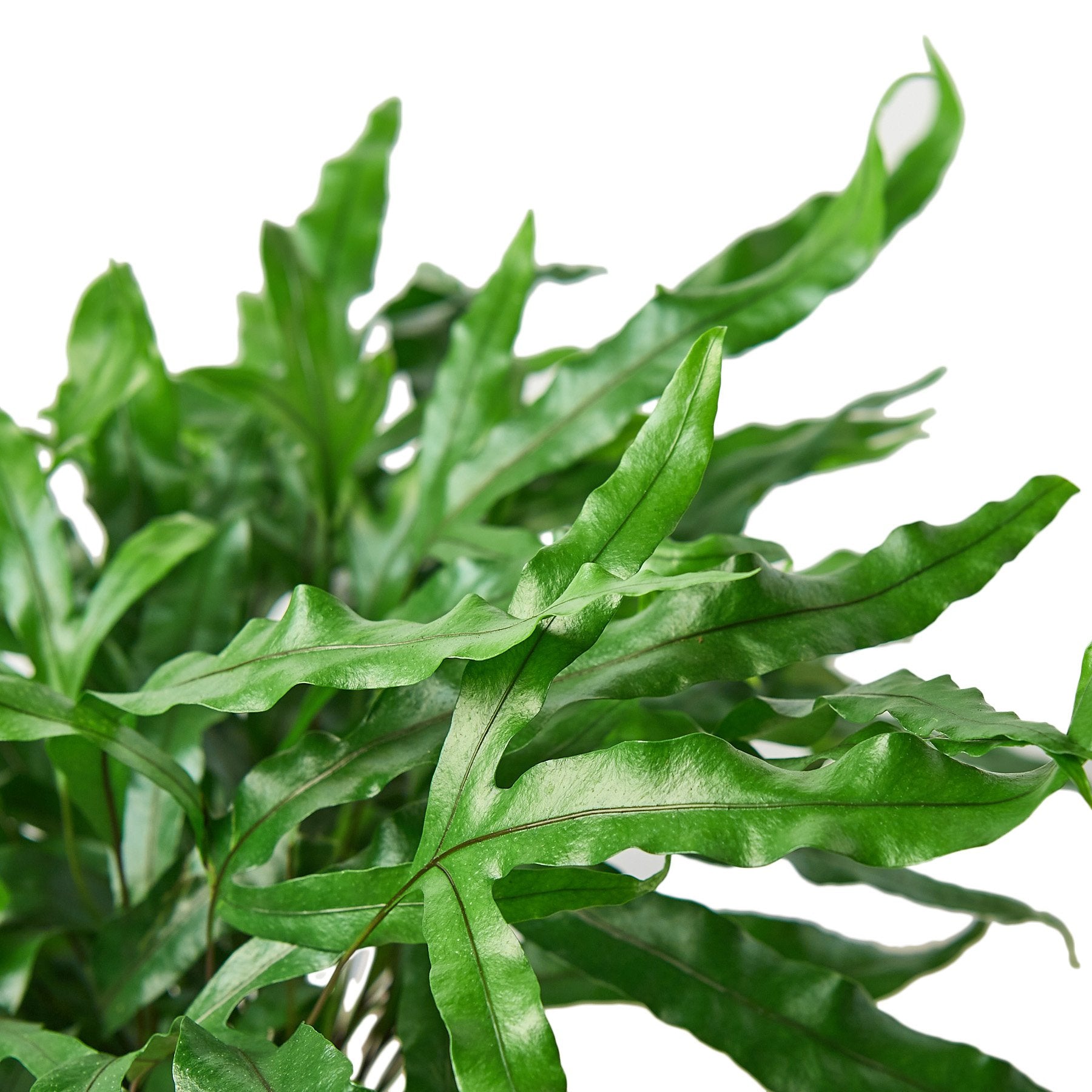 Fern 'Kangaroo Paw' - photo 2