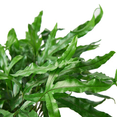 Fern 'Kangaroo Paw' - photo 2