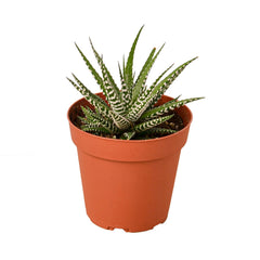 Zebra Succulent live houseplant