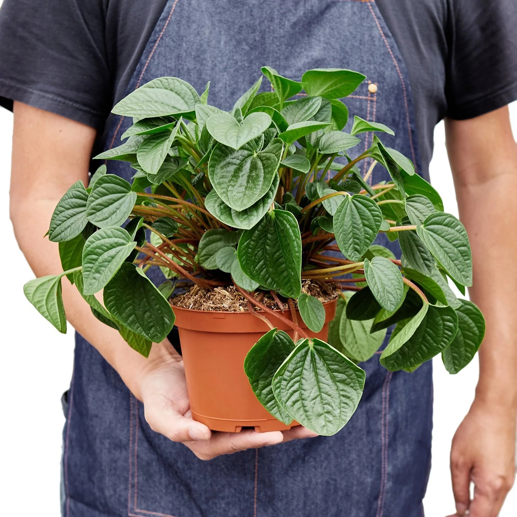 Peperomia 'Rana Verde' - photo 5