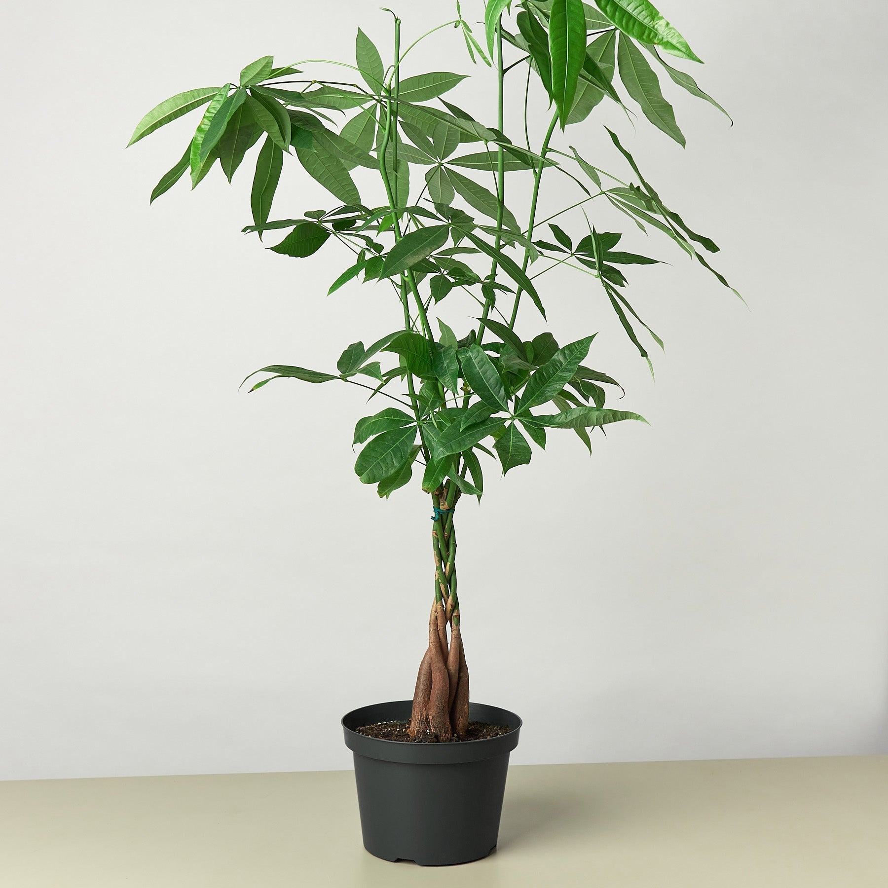 Money Tree 'Guiana Chestnut' Pachira Braid - photo 6